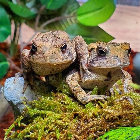 Meet your Posher, Emma - Picture 1 of 1